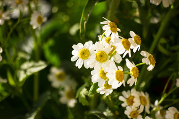 a bouquet of bright spring flowers of various types