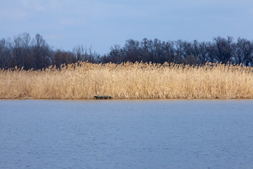 lake in spring