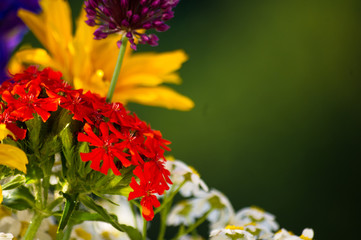 a bouquet of bright spring flowers of various types