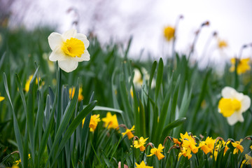 Daffodils in the grass