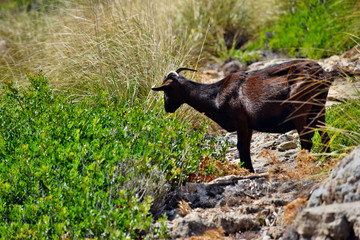 Wild tamed goat is looking and walking on the hill