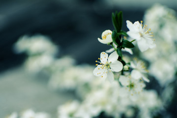 Spring plum branch blooming white flowers outdoors on a background