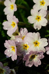 primrose small spring flowers are growing