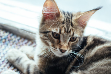 Extremely closeup portrait of domestic tricolor tabby Maine Coon kitten few months old.