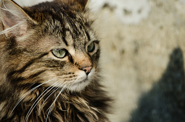 The cat walks in the fresh air