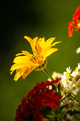 a bouquet of bright spring flowers of various types