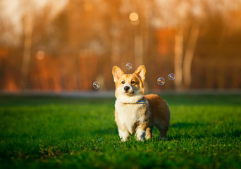 portrait of funny ginger Corgi puppy standing on green young grass on spring Sunny meadow and catching shiny soap bubbles