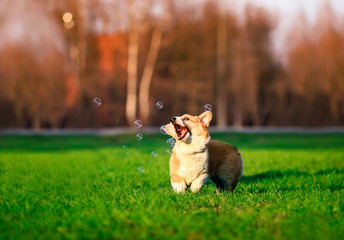 cute little funny red dog puppy Corgi walks on the green lawn with young grass and catches shiny soap bubbles opening his mouth on a Sunny warm spring day