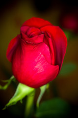 Beautiful Red Rose flower. Nature. close up, selective focus