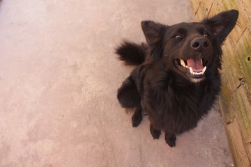 Black doggy