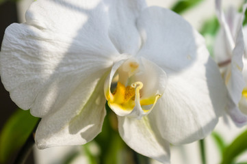 Beautiful blooming white Orchid flowers, selective focus, close up