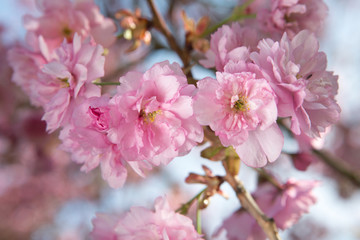 close-up of branch of pink cherry blossoms