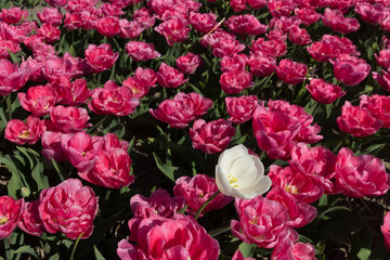 the tulip is a popular valentine gift in the Netherlands, which is the national flower with the origin in Turkey 