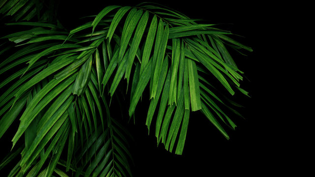 Green jungle leaves palm frond tropical foliage plant on black background.