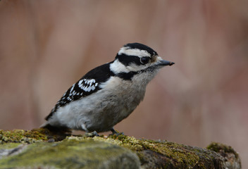 Obraz premium Downy Woodpecker 