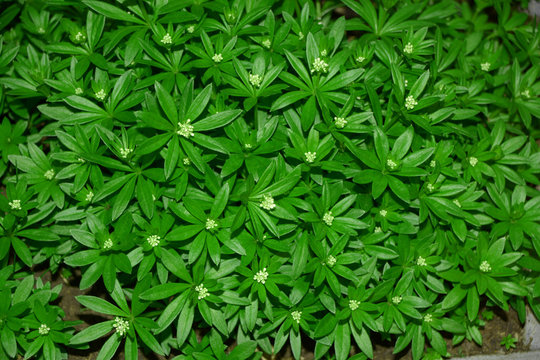 master of the woods plant macro top view, woodruff or galium odoratum with little white blossoms planted in the garden