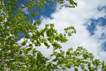 Карагач