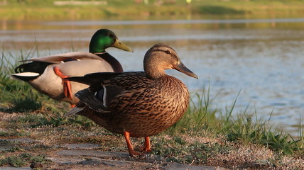 Dug family with evening light near the river