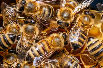 A bunch of bees on a honeycomb in a hive