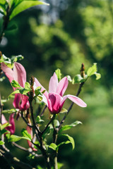 Obraz premium Pink magnolia flowers in spring time on defocused green leaves background. Spring season blossom