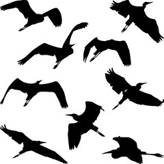 Fototapeta premium flying heron silhouettes