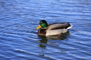 Duck in water