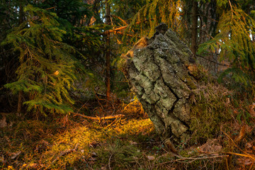 Stump in a wooded area, the sunset with rays of the sun on the background