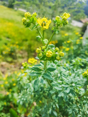 Fringed rue or ruda