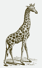 Standing Northern giraffe, giraffa camelopardalis in profile side view. Illustration after an antique engraving from the 19th century