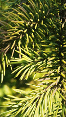 Needles on the Branch Large