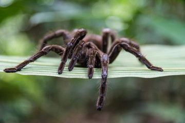 Peruvian tarantula spider close up on a green leaf in the amazon