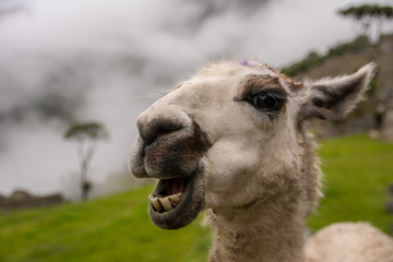 Obraz premium Llama at Machu Picchu Peru
