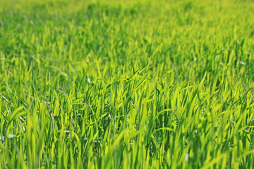 Green grass natural background texture, Lawn for the background