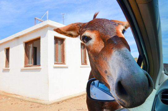 Wild brown donkey with his had in opened car window. White building in the background. Taken in Karpas Peninsula, Turkish Northern Cyprus. Wild donkeys are popular attraction of this Cypriot region. 