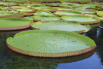 lilia wodna liście wodne