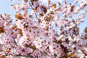 Spring Cherry blossoms, pink flowers.