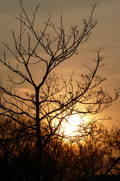 silhouette of a tree at sunset © Gesa