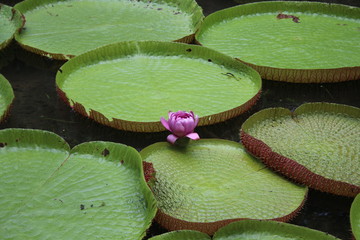 Kwiat lilia wodna liść wodny