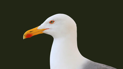 Closeup side view of the head of a beautiful white seagull looking directly into the camera isolated with green background.