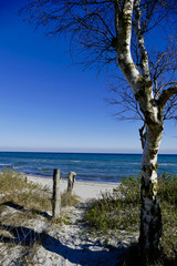 tree on the beach