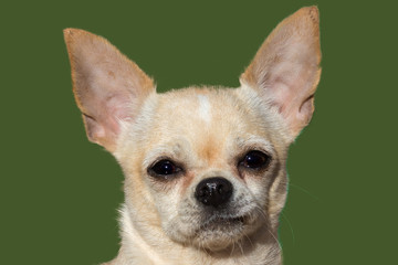 A beautiful cute big-eyed chihuahua looks funny into the camera, isolated with green screen background.