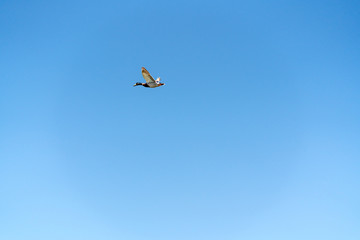 Flying Duck and Clear Blue Sky