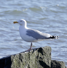 seagull on rock