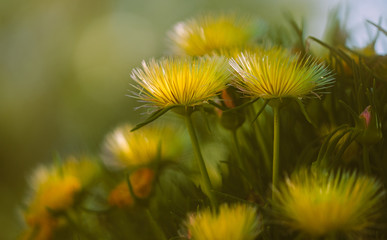 Beautiful Yellow Wild Flowers Close Up. Hardy Yellow Ice Plant in Blossom, California Springtime