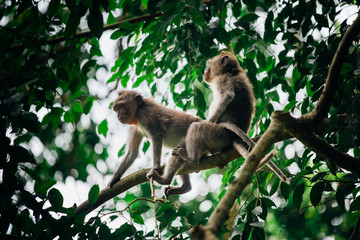 Monkey couple having breed on the tree in in jungle scene, Monkey forest ubud, Bali, Indonesia