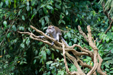 Fototapeta premium Monkey relax sit on the tree in jungle scene, Animal and Wildlife Concept, Monkey Forest Ubud, Bali, Indonesia