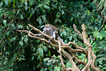 Monkey relax sit on the tree in jungle scene, Animal and Wildlife Concept,  Monkey Forest Ubud, Bali, Indonesia