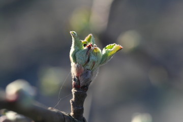 branch of tree with buds on a background