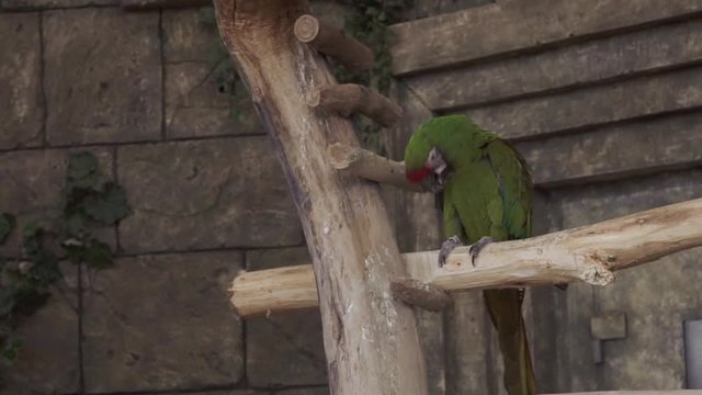 Ara parrots