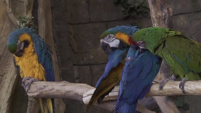 Ara parrots